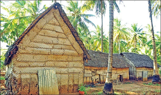 பணம் குவிக்கும் பண்ணைத்தொழில்கள் - 3 - தென்னந்தோப்பில் சிப்பிக் காளான் வளர்ப்பு...