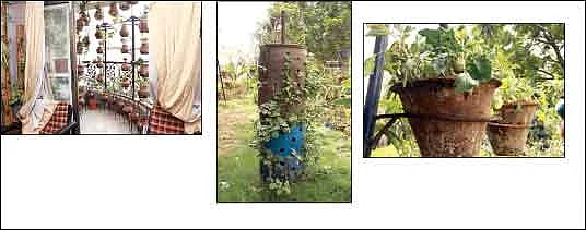 பன்னிரண்டாவது மாடியிலும்...பலே விவசாயம்!