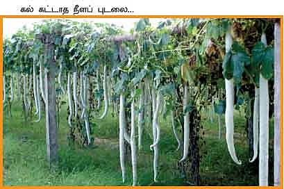 இனிக்குது இடைப்பருவ பலா...கலக்குது கல்கட்டாத புடலை!