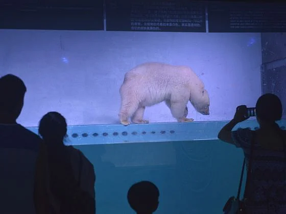 சீன ஷாப்பிங் மாலில் உலகின் ”சோகமான பனிக்கரடி”
