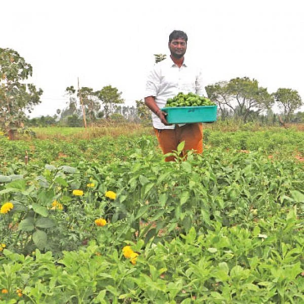 கலப்புப் பயிரில் கலக்கல் வருமானம்!