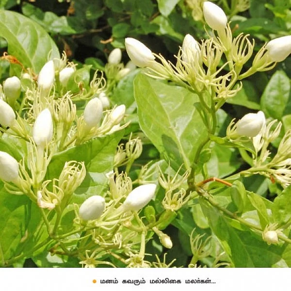 பூக்கள்