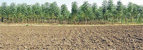 வாழ்க மரம்... வளர்க பணம் !
