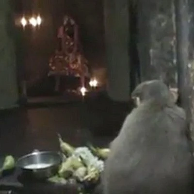 வைத்தீஸ்வரன் கோயிலில் அம்மனை வழிபட்ட குரங்கு: பக்தர்கள் ஆச்சர்யம் (வீடியோ)