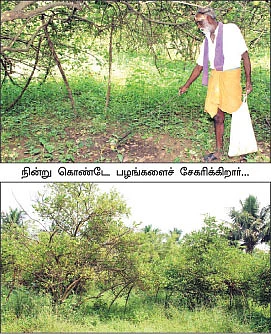 நட்டமில்லாத வெள்ளாமைக்கு நாட்டு எலுமிச்சை!
