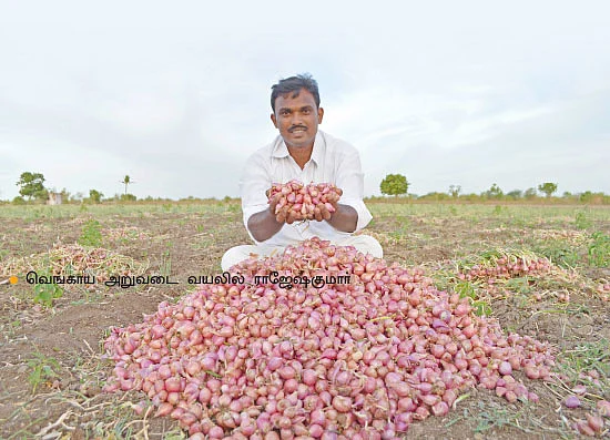 ‘சின்ன’ வெங்காயம்...‘பெரிய’ லாபம்!