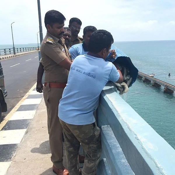 ராமேஸ்வரத்தில் உயிருடன் பிடிபட்ட கடல் அட்டைகள்