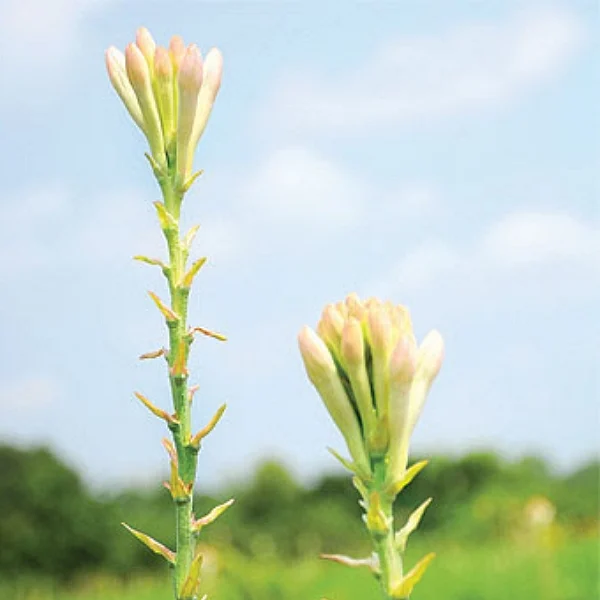 This Software Engineer earned 2.5 lakhs from Tuberose Cultivation