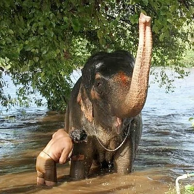 கவலையில் காளைகள்... குதூகலத்தில் யானைகள்!
