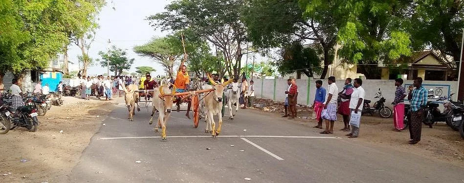 ரேக்ளா போட்டியில் அதிர்ந்த 5 மாவட்ட காளைகள்! முதல் பரிசை வென்றது ராமநாதபுரம் காளை