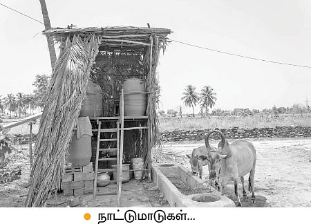 இயற்கைக் கீரை... ஒரு ஏக்கர்... மாதம் ரூ75,000