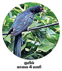 நேரம் சொல்லும் பறவைகள்!