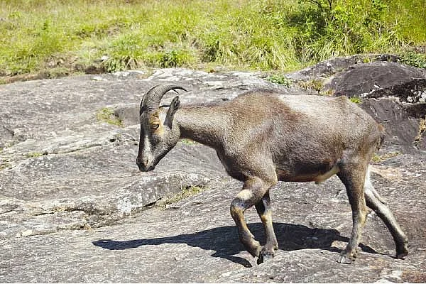 நெருப்பில்லாமல் புகையும் அதிரப்பள்ளி!