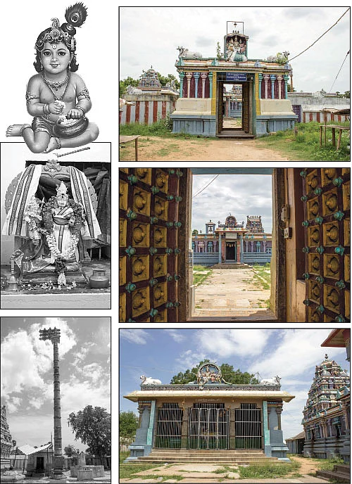 கிருஷ்ண மரம்!