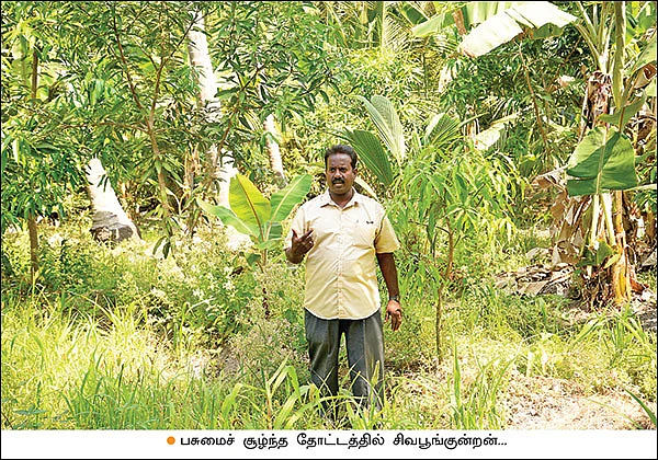 கூட்டு மரச்சாகுபடியில் நிறைவான வருமானம்! - இரண்டரை ஏக்கர்... ஆண்டுக்கு ரூ. 2 லட்சம்...