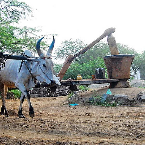 ரீஃபைண்ட் எண்ணெயைவிட செக்கு எண்ணெய் ஏன் பெஸ்ட்?