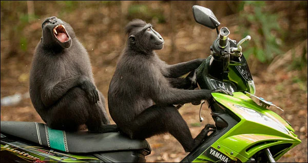 ரைடு ஆஃப் தி பிளானட் ஆஃப் தி ஏப்ஸ்!