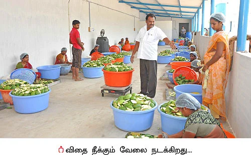 20 மரங்கள்... ரூ 1,00,000 லாபம்... கெத்தமார்.... சீரி... ருமானி...