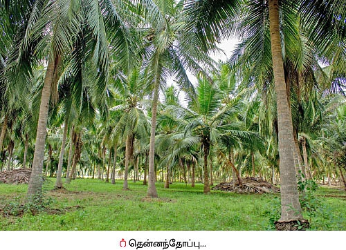 தெம்பான வருமானம் கொடுக்கும் தென்னை...