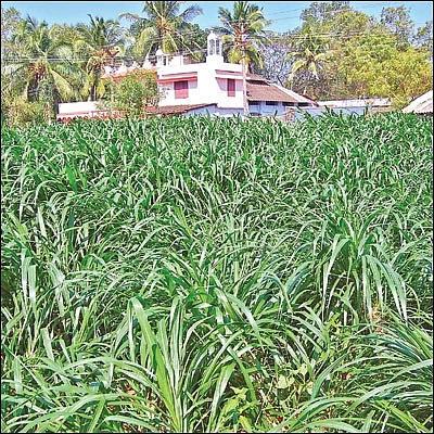 வறட்சிக் காலத் தீவன மேலாண்மை! - அசோலா... ஊறுகாய்ப் புல்... மர இலைகள்...