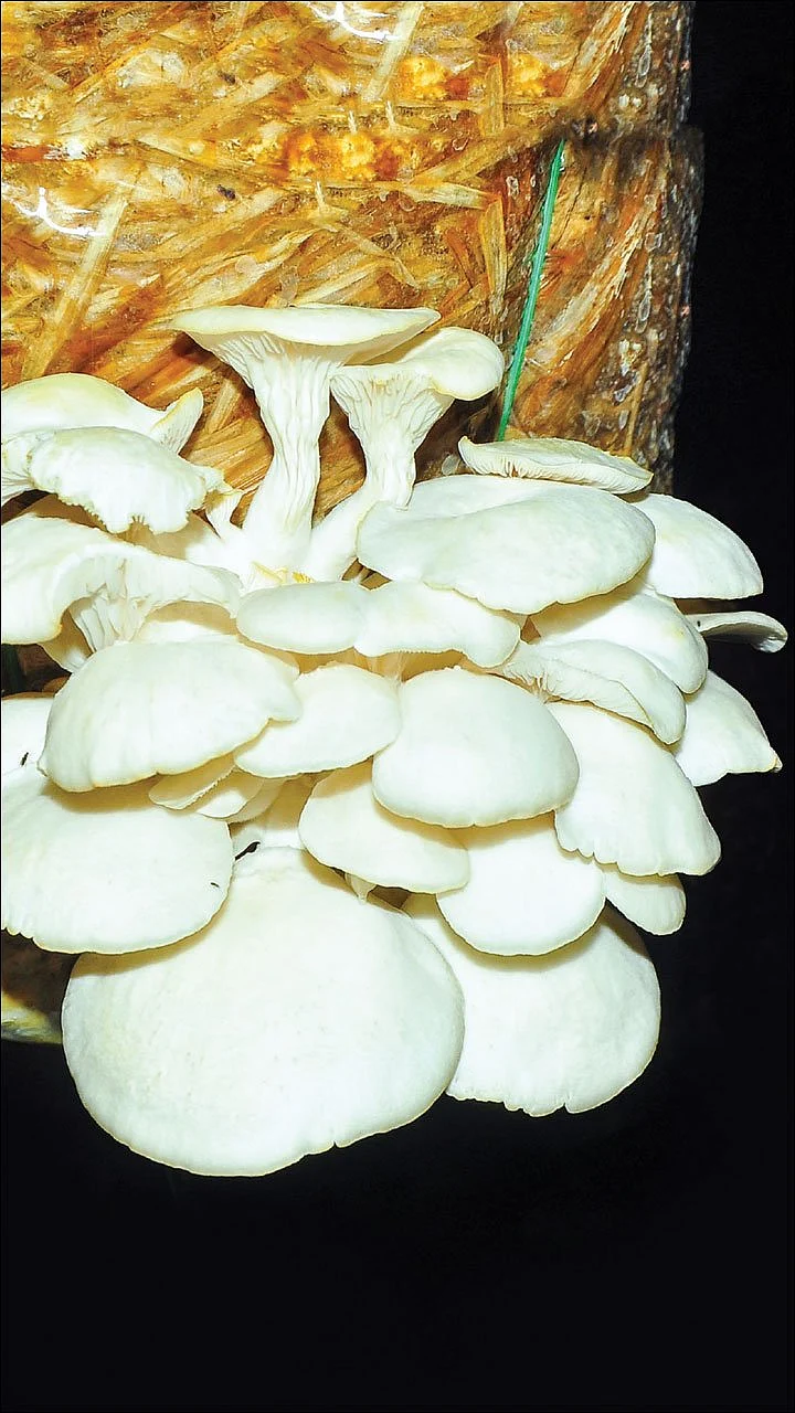 பணம் குவிக்கும் பண்ணைத்தொழில்கள் - 3 - தென்னந்தோப்பில் சிப்பிக் காளான் வளர்ப்பு...