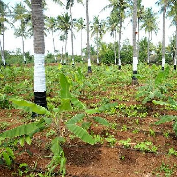 ₹ 3000 Per day from inter cropping… Startling income from 50 cents of land!