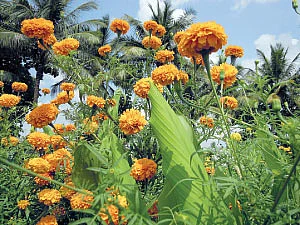 நீங்கள் கேட்டவை
