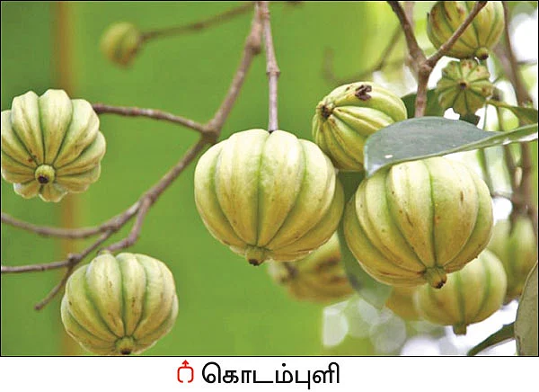 நல்மருந்து - தெரிந்த செடிகள்... தெரியாத பயன்கள்! - 19