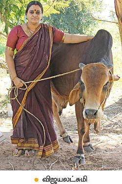 குறைந்த பராமரிப்பில் அதிக வருமானம்... ஒப்பில்லாத ஓங்கோல் மாடுகள்!