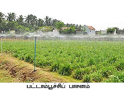 சம்பங்கி, கோழிக்கொண்டை, செம்மறி...