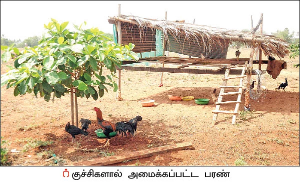 நம்பிக்கை தரும் நாட்டுக்கோழி வளர்ப்பு! - 25 சென்ட் நிலம்... ஆண்டுக்கு ரூ 3 லட்சம்