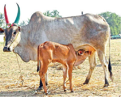 நீங்கள் கேட்டவை: நாட்டு மாட்டுக் கன்றுகள் எங்கு கிடைக்கும்?
