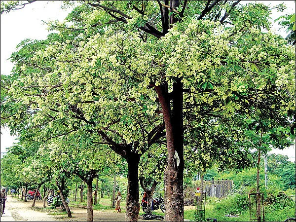 மரம் செய விரும்பு! - 11 - மர்ம காய்ச்சலைக் குணமாக்கும் 'ஏழிலைப்பாலை'