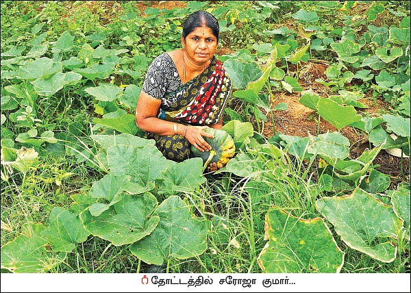 கலப்புப் பயிர் சாகுபடி... கையைக் கடிக்காத வருமானம்!