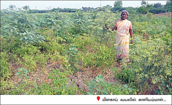 தண்ணியில்லா காட்டுக்கு மிளகாய்... கூடவே ஜோடி போட சீரகம்...