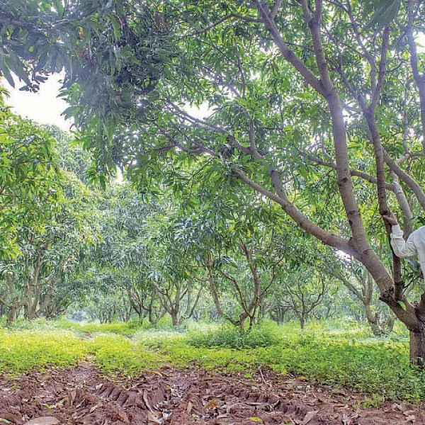 வருமானத்துக்கு மா, வாழை... சூழலுக்கு வேங்கை, குமிழ்..!