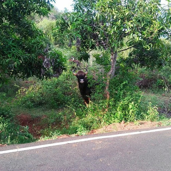 `தண்ணீர் தேடி ஊருக்குள் படையெடுக்கும் வனவிலங்குகள்' - அச்சத்தில் ஊர் மக்கள்!