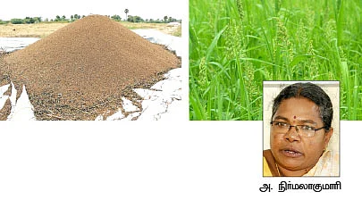 நீங்கள் கேட்டவை - ''கிச்சிலி சம்பா, பாரம்பரிய நெல் ரகமா..?''