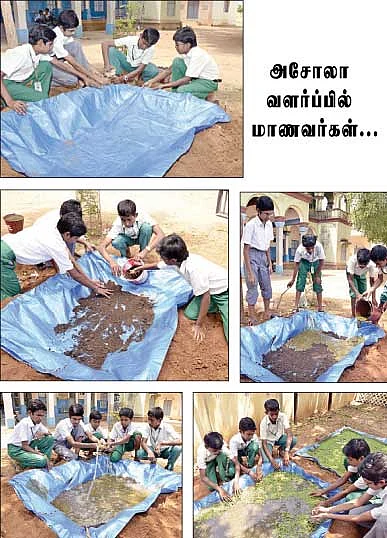 அசோலா எனும் அமுதம்... அனைவருக்கும் வேணும்...