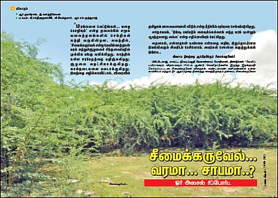சீமைக் கருவேலமரம்... அத்தனை ஆபத்தானதா?