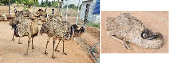 'ஈமுவை நம்பி ஏமாந்தோம்!'