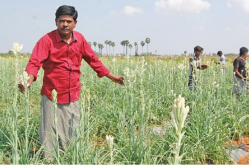 சத்தான வருமானம் கொடுக்கும் சம்பங்கி!