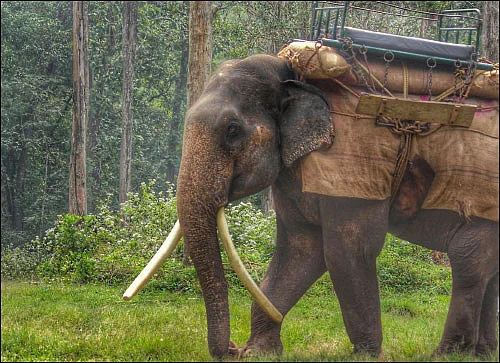 சி.ஆர்-வி டிரைவிங்... யானை ரைடிங்! - காளப்பட்டி டு டாப்ஸ்லிப்
