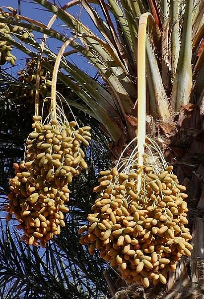 பேரீச்சை... பசியை மட்டுமல்ல பிணியையும் போக்கும் அருமருந்து! வழிகாட்டும் இஸ்லாம்