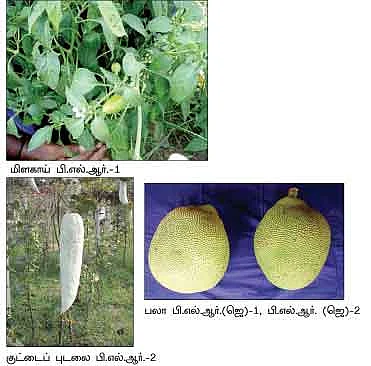 இனிக்குது இடைப்பருவ பலா...கலக்குது கல்கட்டாத புடலை!