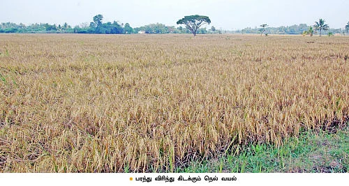 90 ஏக்கர் இயற்கைப் பண்ணை... ஆண்டுக்கு 5,400 மூட்டை நெல்!