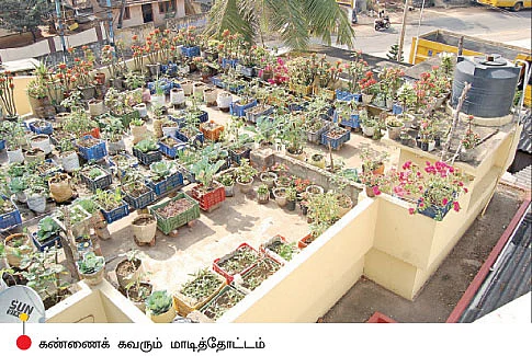 ஆரோக்கியத்தை உறுதிப்படுத்தும் மொட்டைமாடி காய்கறி !