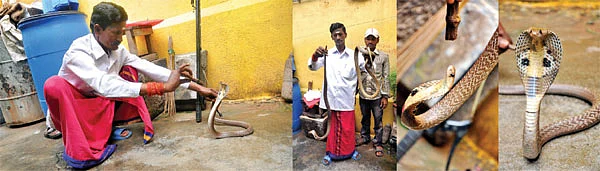 பாம்புகளை வசீகரிக்கும் நீலகண்டன் வேர்!