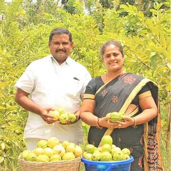 1 Acre... 3 lakhs from Guava... Giving aplenty!