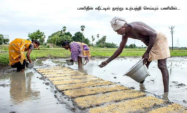 5 ஏக்கரில் 150 மூட்டை... ஒற்றை நாற்று தரும் ஒப்பற்ற வருமானம்!